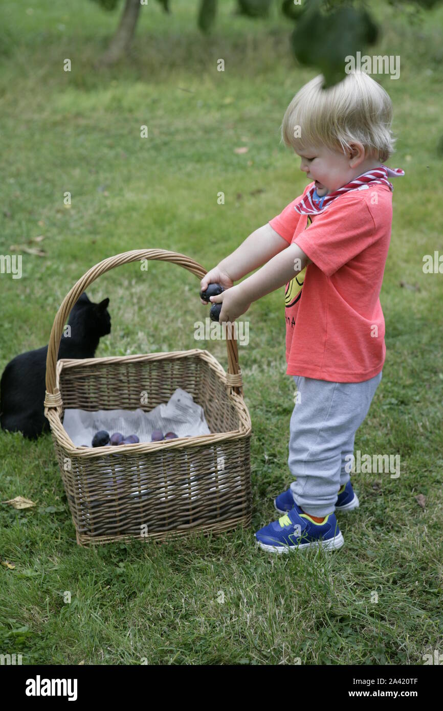 Young male Toddler enfant mettre les prunes fraîchement récoltées dans panier en osier avec Cat en arrière-plan Banque D'Images