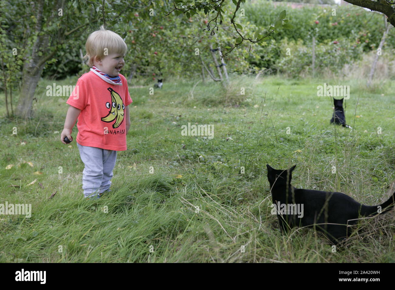 Young male Toddler Enfant en verger avec les chats, Holding de prune et de rire Banque D'Images