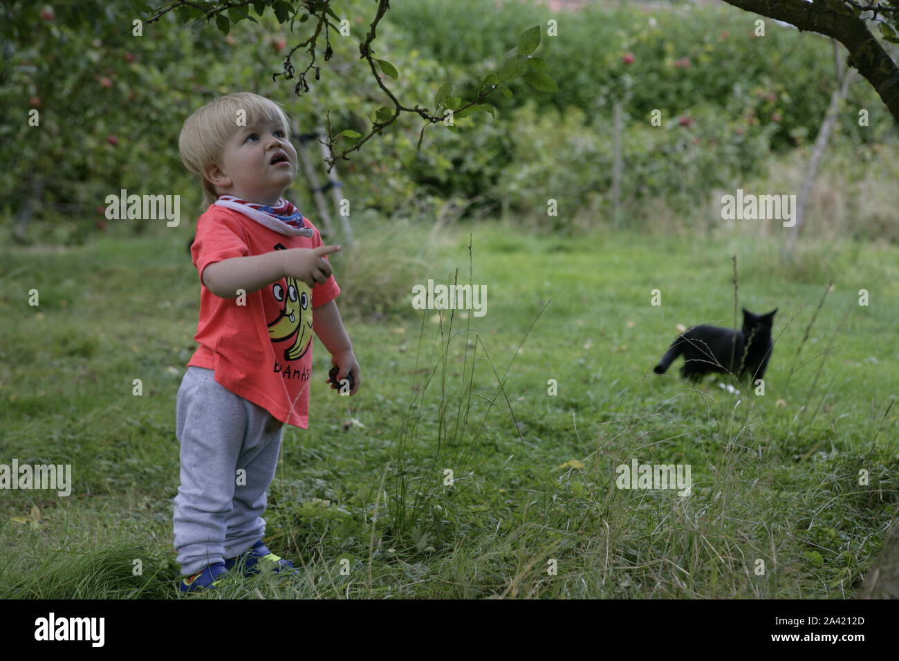 Young male Toddler Child holding prune et pointant à Tree in Orchard Banque D'Images