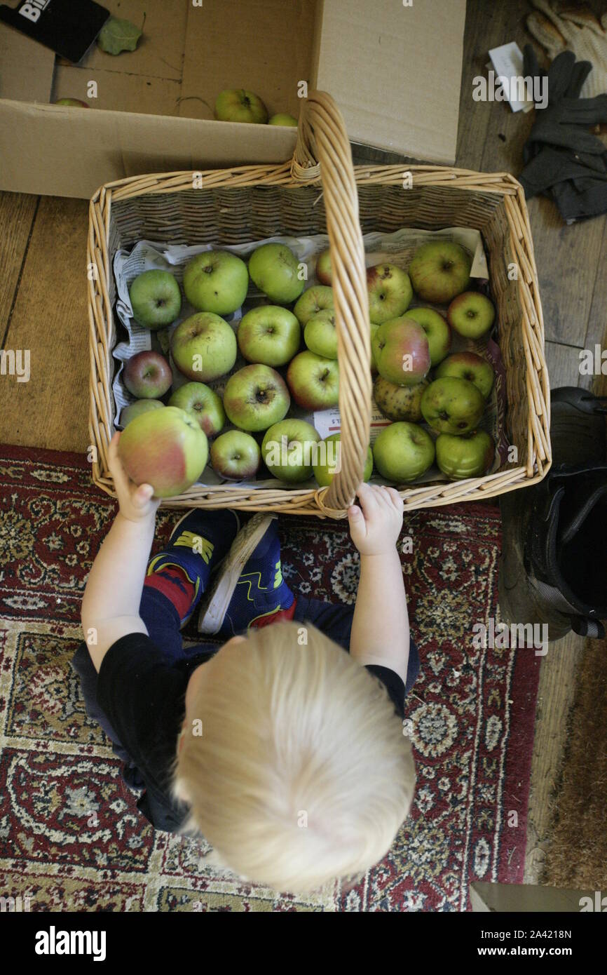 Young male Toddler Enfant Placer les pommes dans le panier en osier Banque D'Images