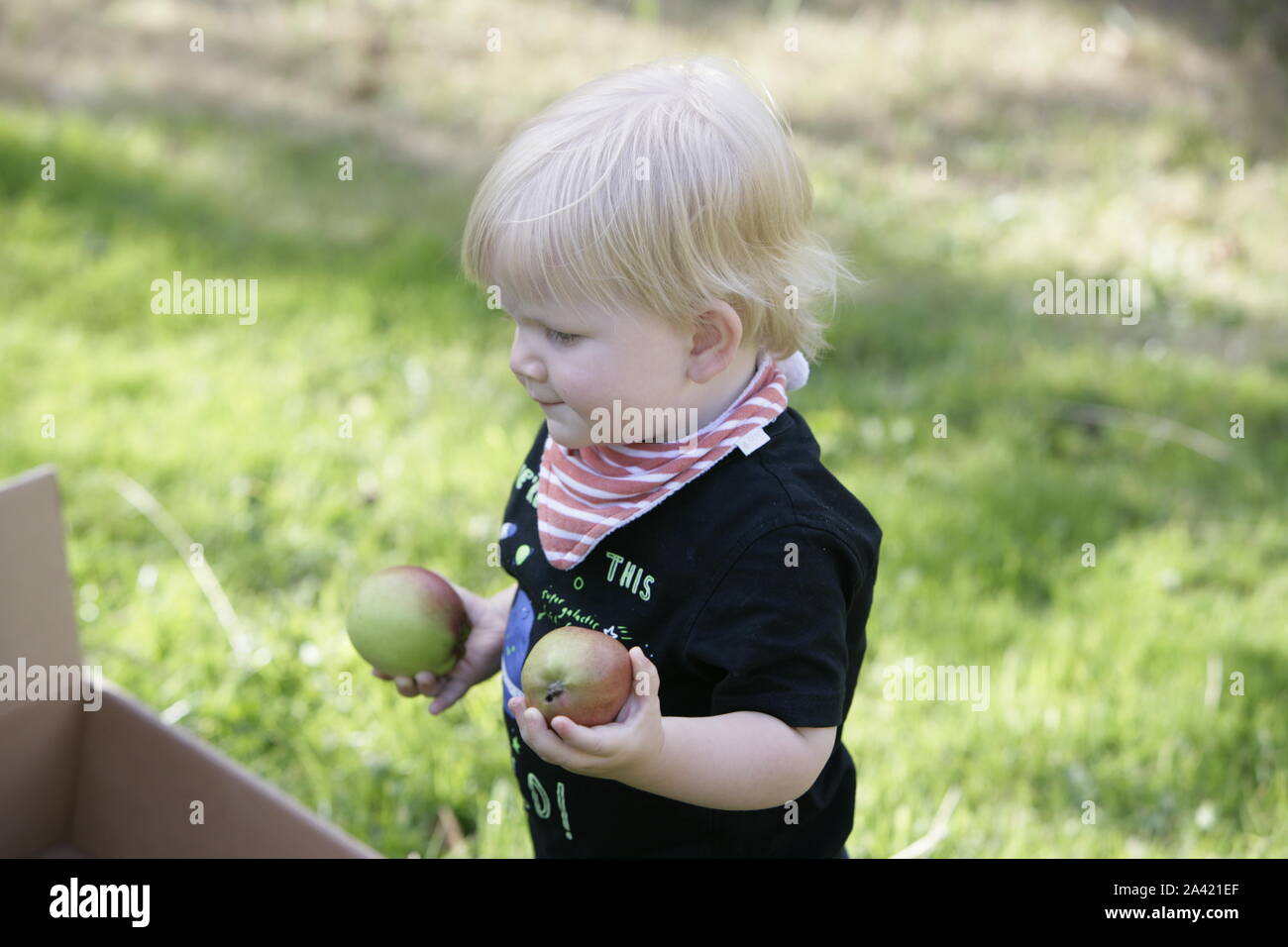 Young male Toddler Child holding apples in Orchard Banque D'Images