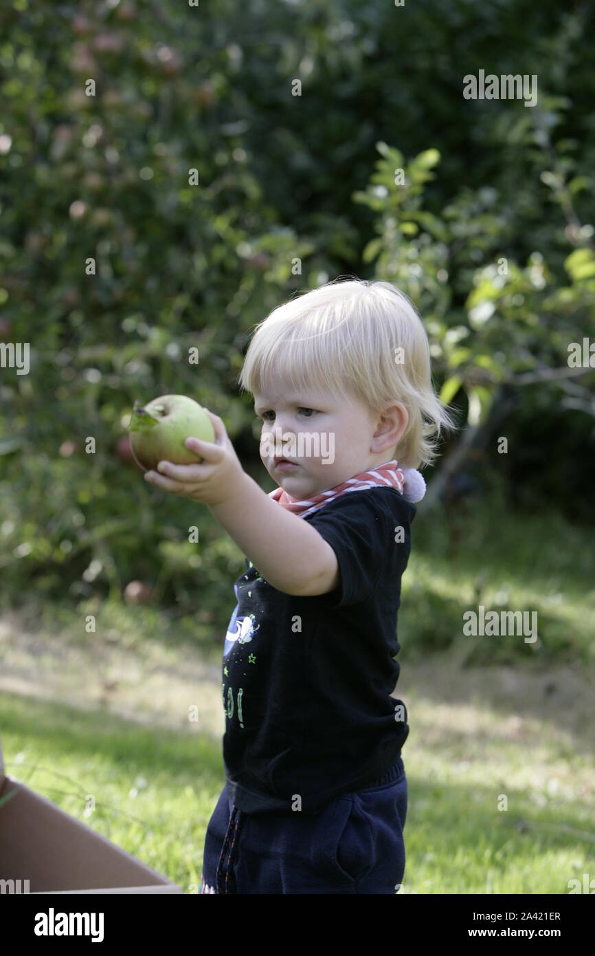 Jeune homme tout-petit Enfant la récolte des pommes du Verger de l'arbre Banque D'Images