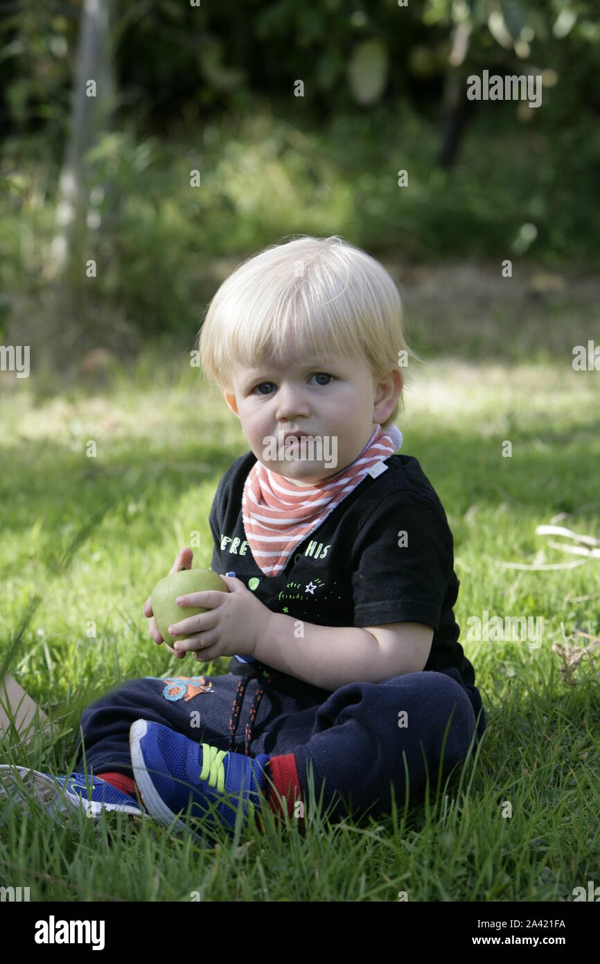 Young male Toddler enfant tenant dans Apple Orchard Banque D'Images