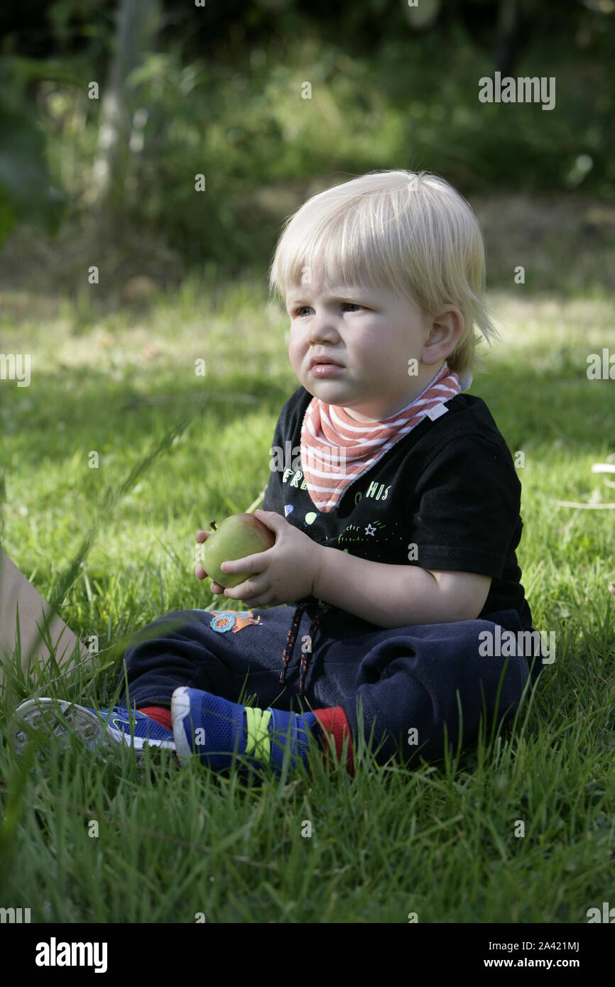 Young male Toddler enfant tenant dans Apple Orchard Banque D'Images