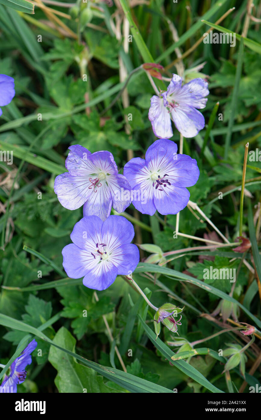Géranium sanguin bois : Geranium sylvaticum. Mont Blanc, France. Banque D'Images