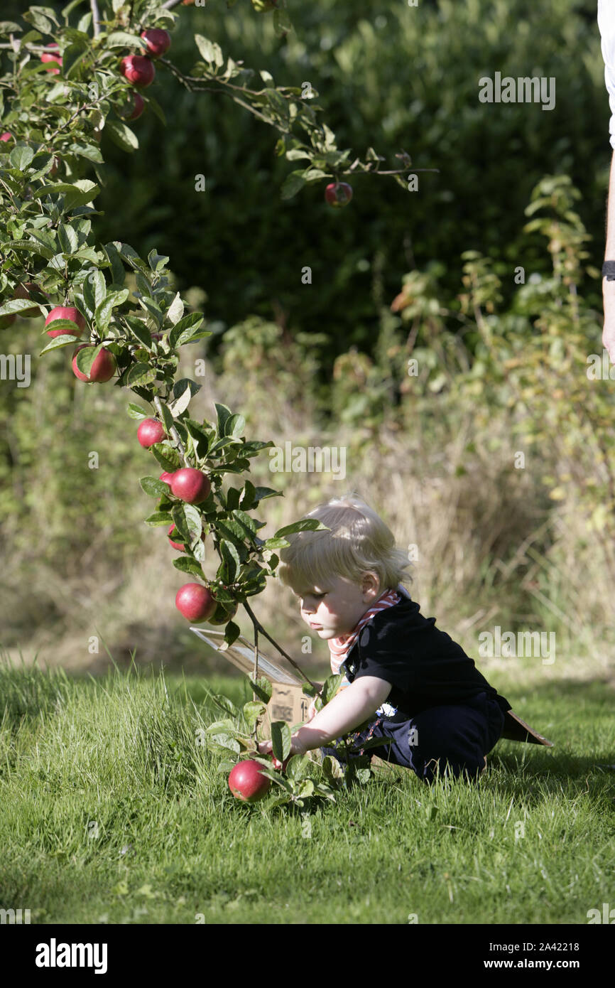 Jeune homme tout-petit Enfant la récolte des pommes du Verger de l'arbre Banque D'Images