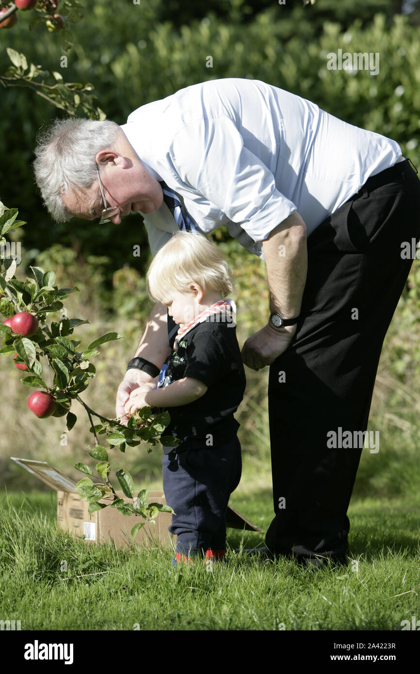 Aider grand-père petit-fils à la récolte des pommes dans le verger Banque D'Images