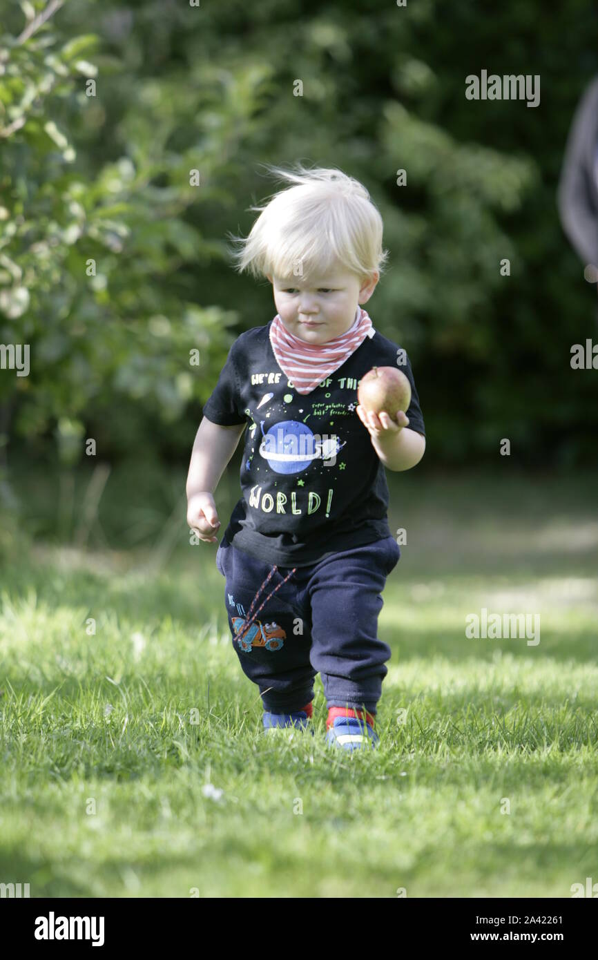 Young male Toddler Child holding Freshly Harvested marchant dans Apple Orchard Banque D'Images