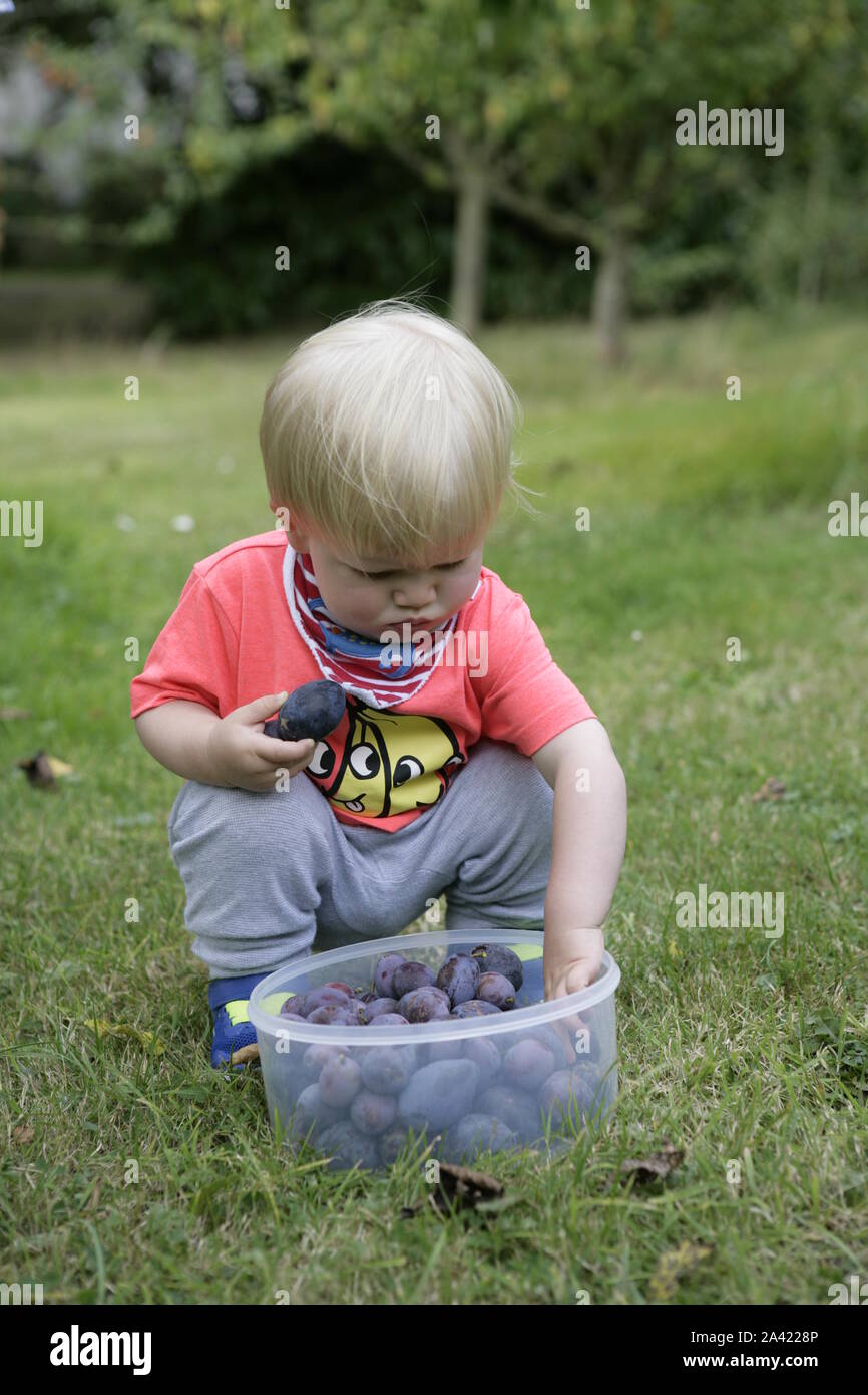 Jeune homme tout-petit Enfant la récolte des prunes dans Orchard Banque D'Images