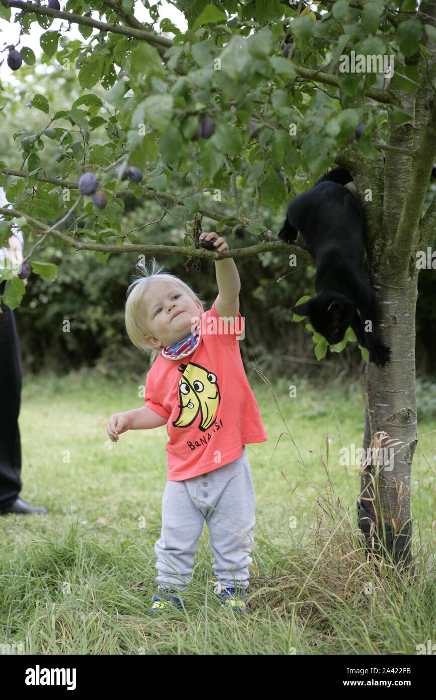 Young male Toddler Enfant en verger à jouer avec Black Cat Banque D'Images