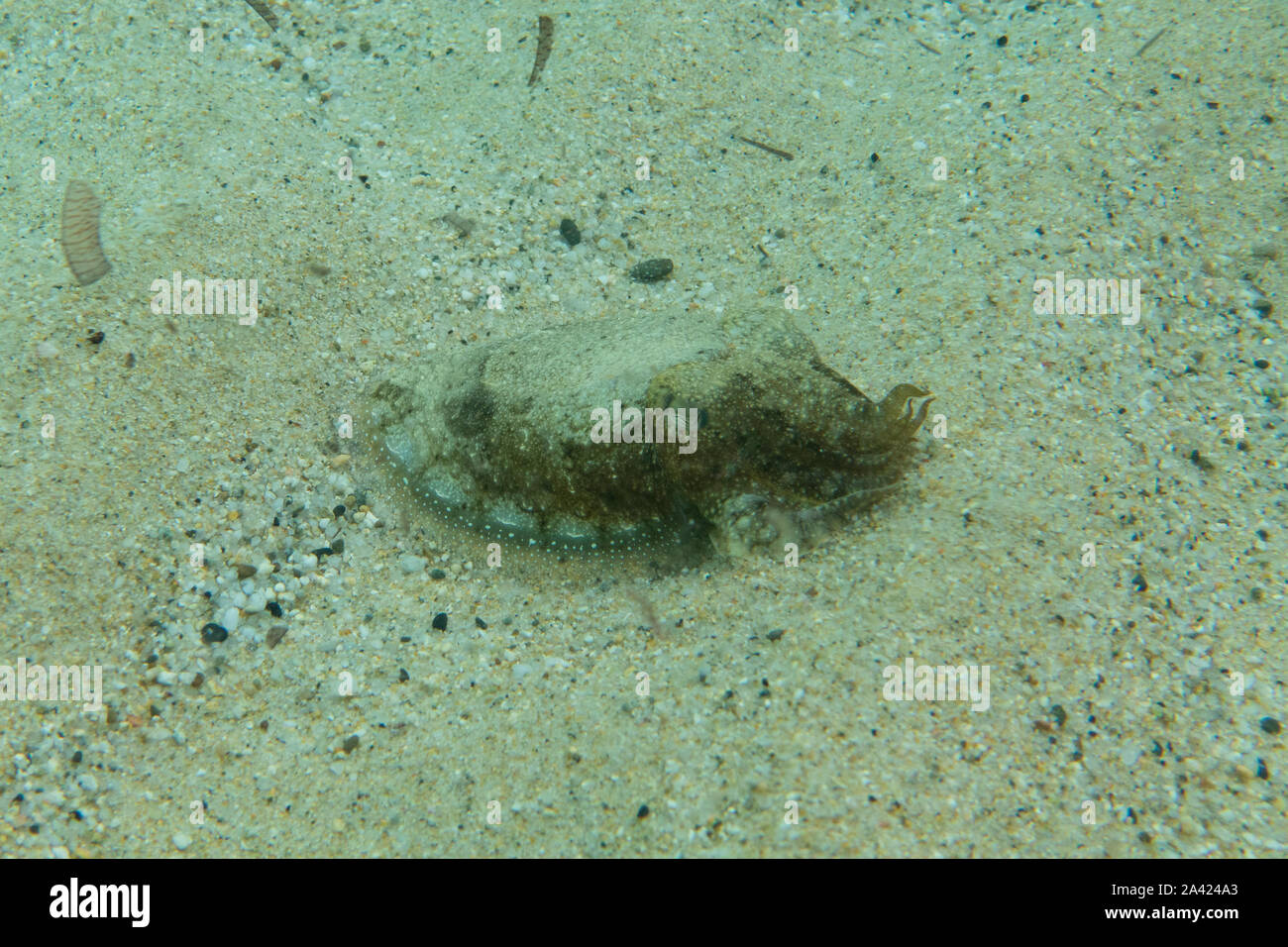 Seiche commune européenne (Sepia officinalis) sous-marine au large de la côte méditerranéenne de la Sardaigne, Sardaigne, Italie Banque D'Images