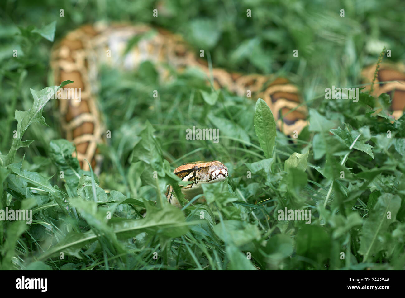 Un serpent, snake et crowling rampante à l'extérieur. Phyton couché dans la verdure dans le jardin. Banque D'Images