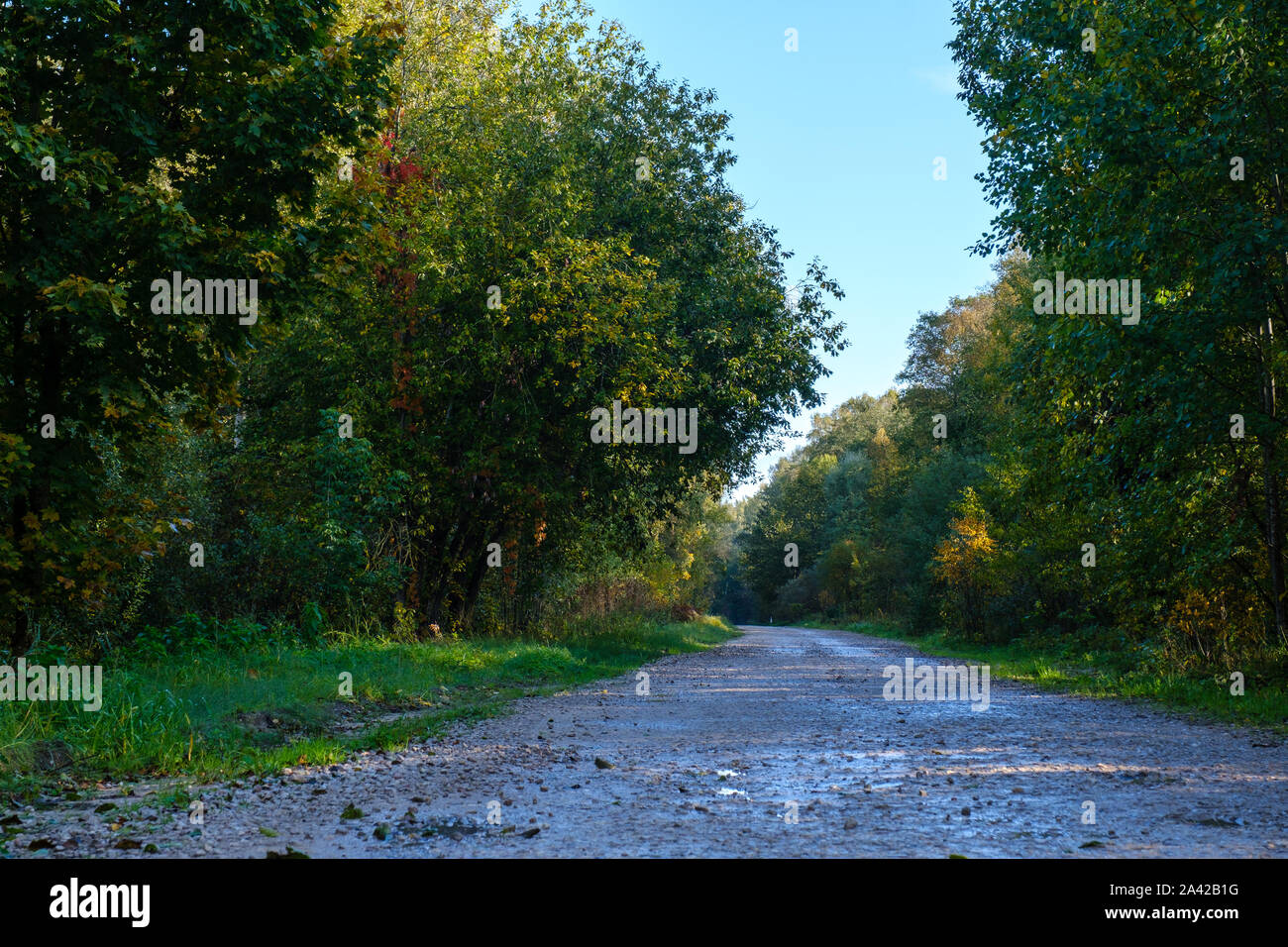 Forêt sinueuse route de terre. Automne dans la forêt. Banque D'Images