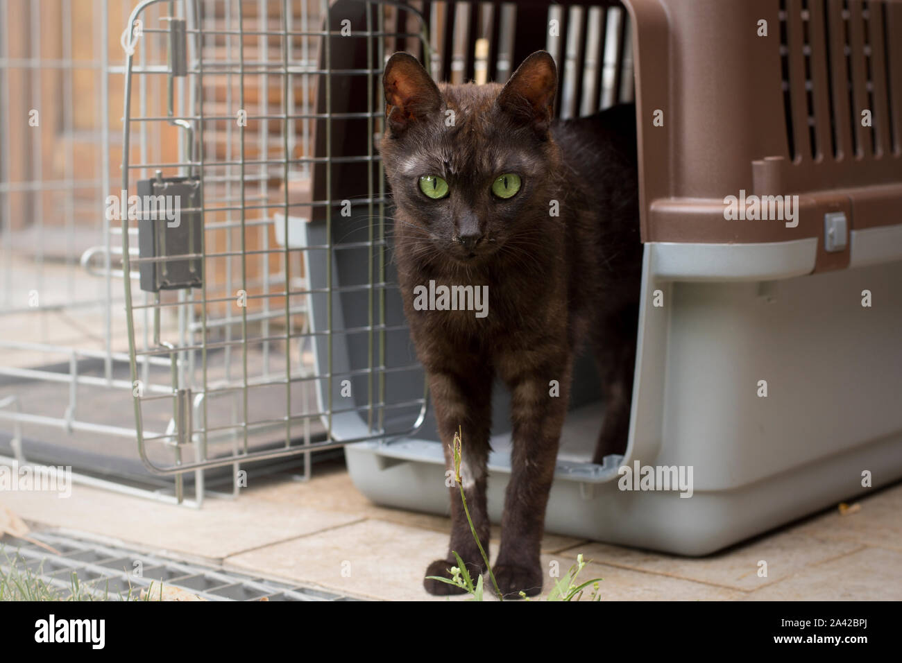 Une tendre chat européen posant dans sa cage Banque D'Images