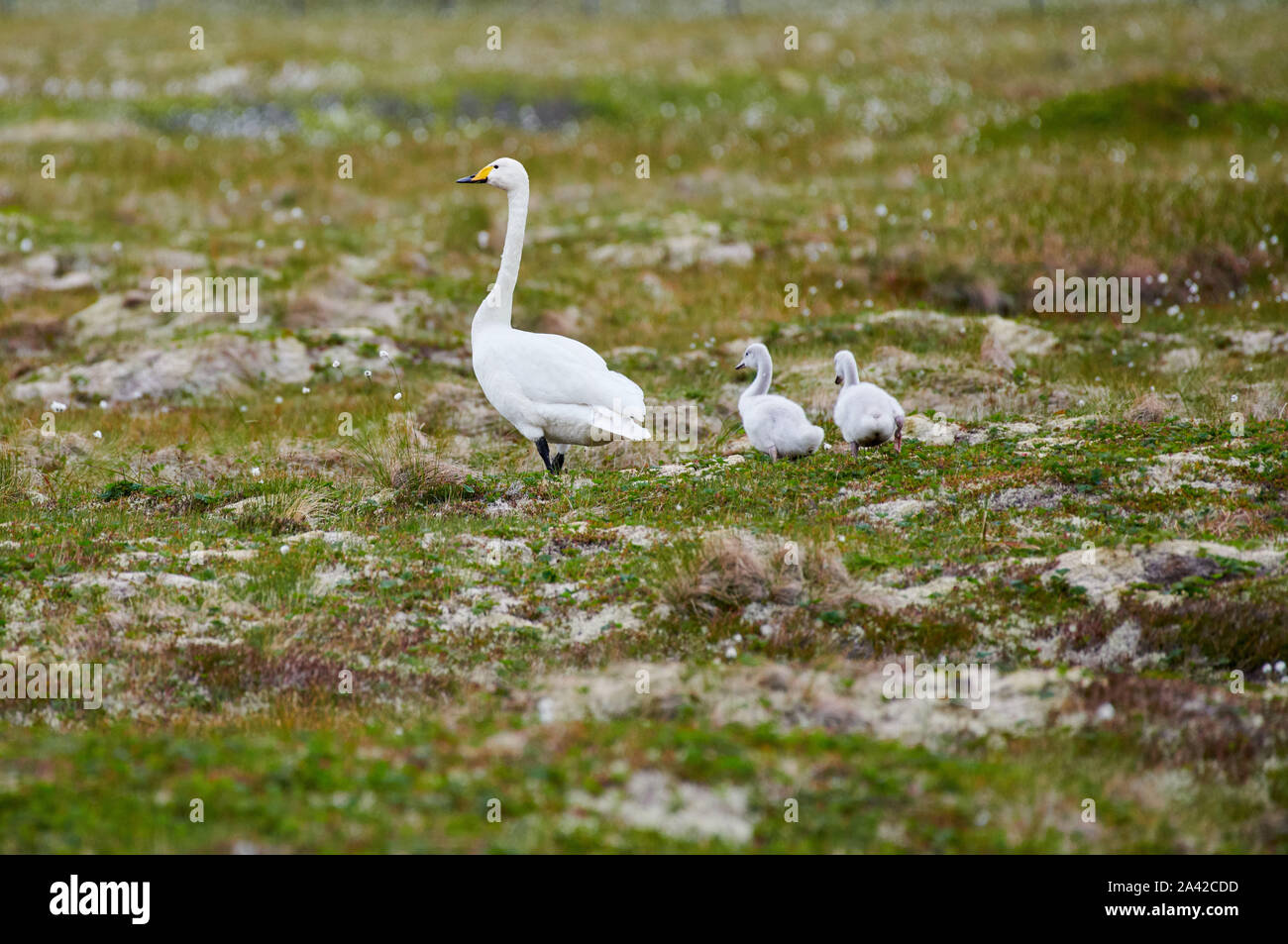 Cygne chanteur (Cygnus cygnus) avec les poussins, Andenes, Norvège, Europe Banque D'Images