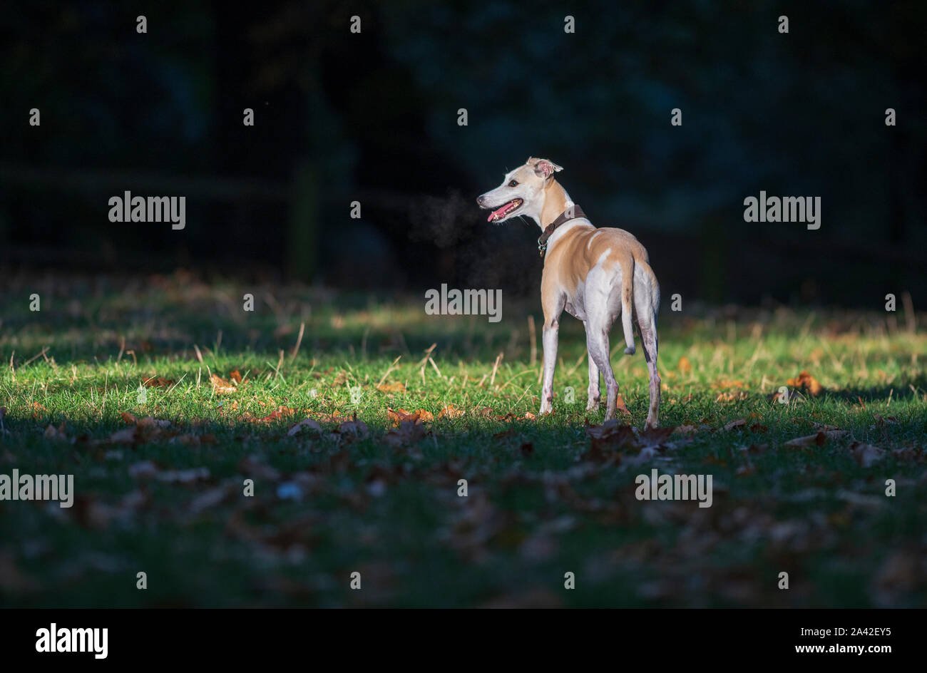 Whippet-Canis lupus familiaris. Banque D'Images