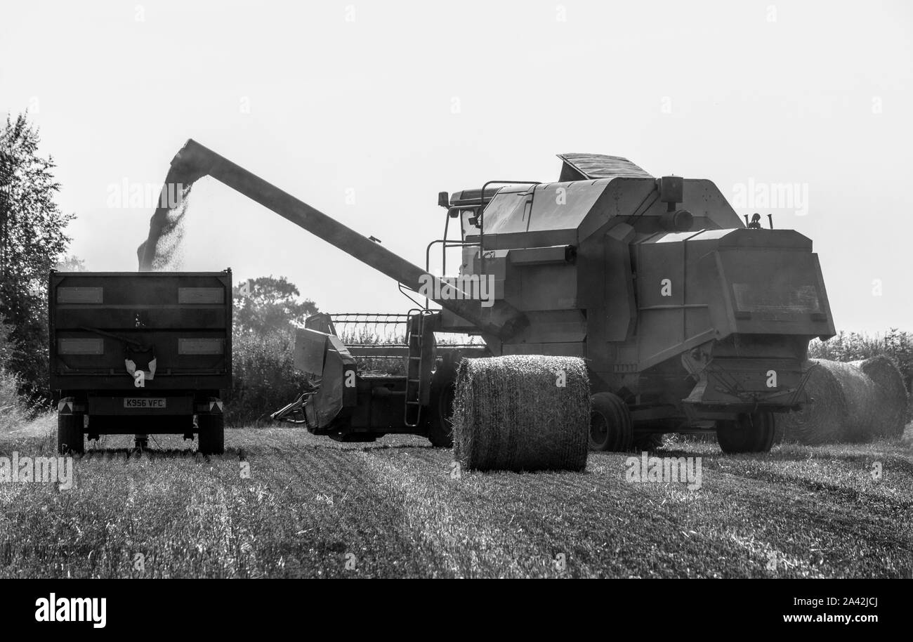 La récolte du maïs prêt pour la production alimentaire Banque D'Images