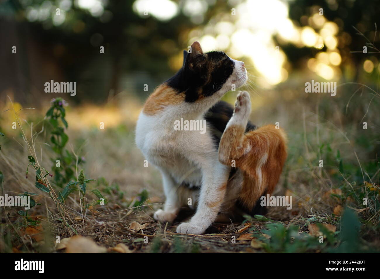 Patte de chat rayures derrière l'oreille. Les puces et les tiques chez les animaux domestiques. Kitty assis sur l'herbe du jardin Banque D'Images