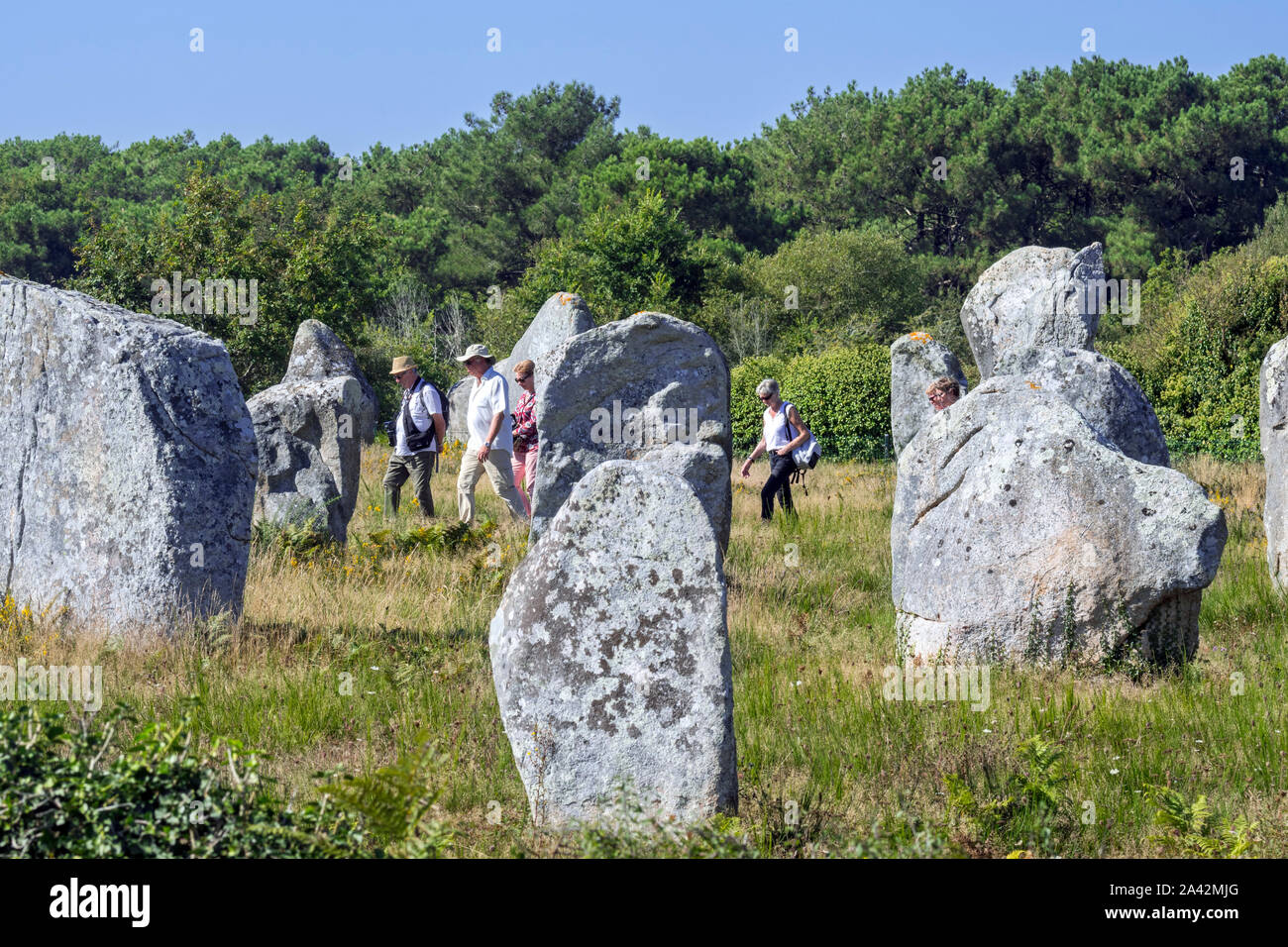 Guide avec personnes âgées touristes marcher parmi les alignements de Ménec, site mégalithique entre les menhirs de Carnac, Morbihan, Bretagne, France Banque D'Images