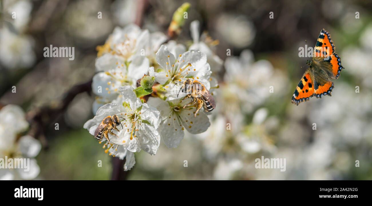 Les abeilles sur prunier banner Banque D'Images