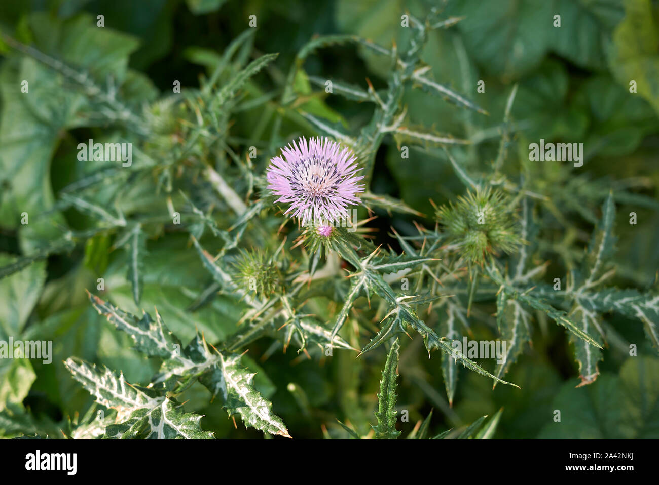 Galactites tomentosa fleur pourpre Banque D'Images