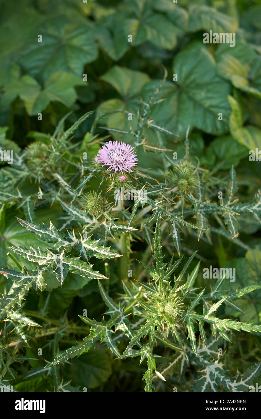 Galactites tomentosa fleur pourpre Banque D'Images