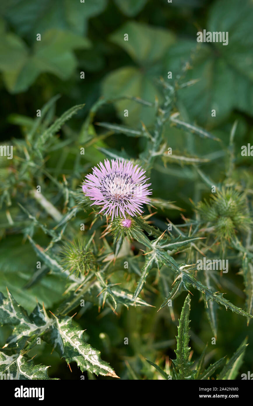 Galactites tomentosa fleur pourpre Banque D'Images