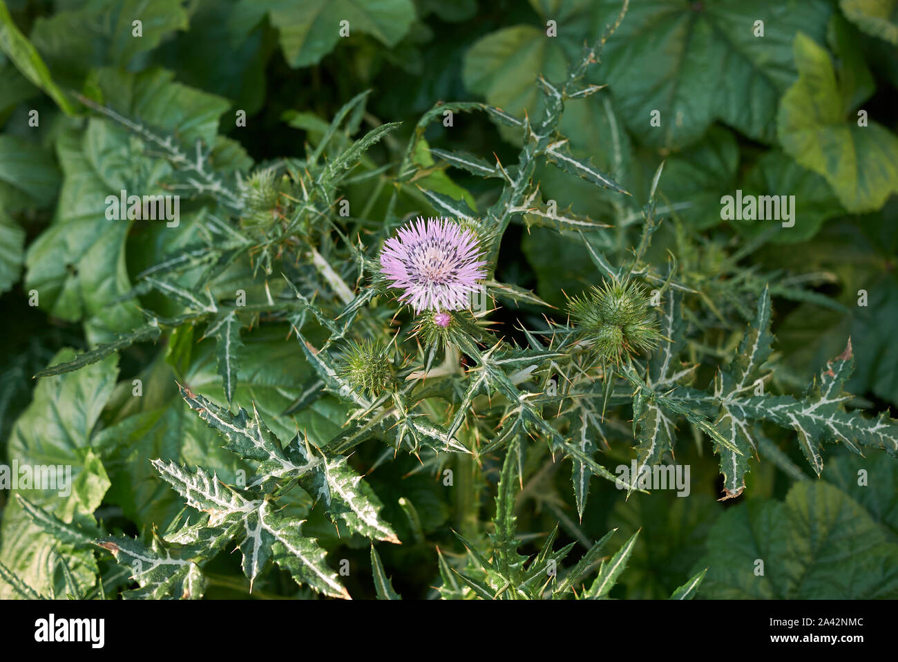 Galactites tomentosa fleur pourpre Banque D'Images