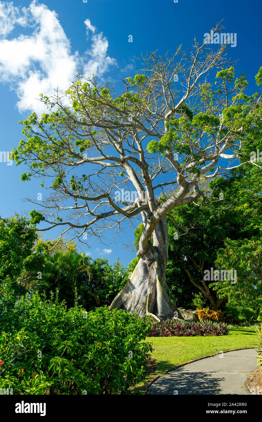 Ceiba pentandra est un arbre tropical de l'ordre Malvales et la famille des Malvacées Banque D'Images