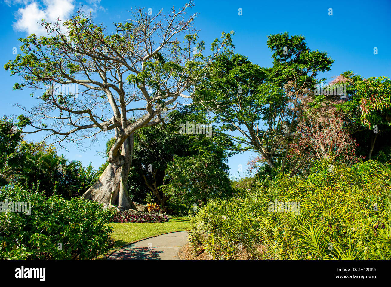 Ceiba pentandra est un arbre tropical de l'ordre Malvales et la famille des Malvacées Banque D'Images