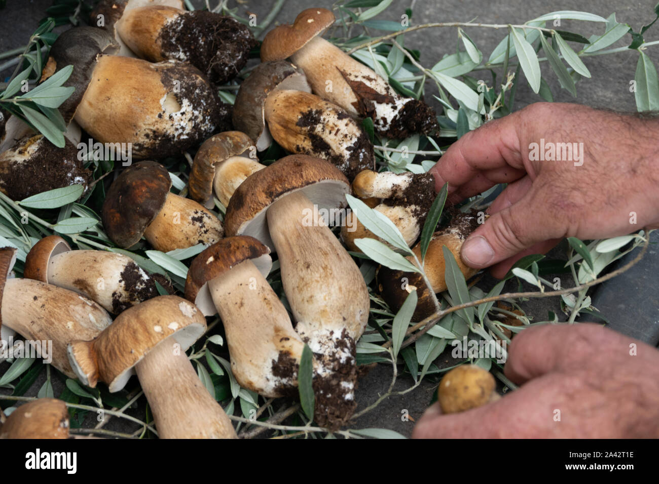 Vue de l'homme de culture champignons collecte les mains (Boletus comestibles) dans la forêt Banque D'Images