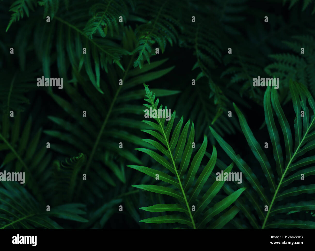 Arrière-plan de la feuille vert foncé Banque D'Images