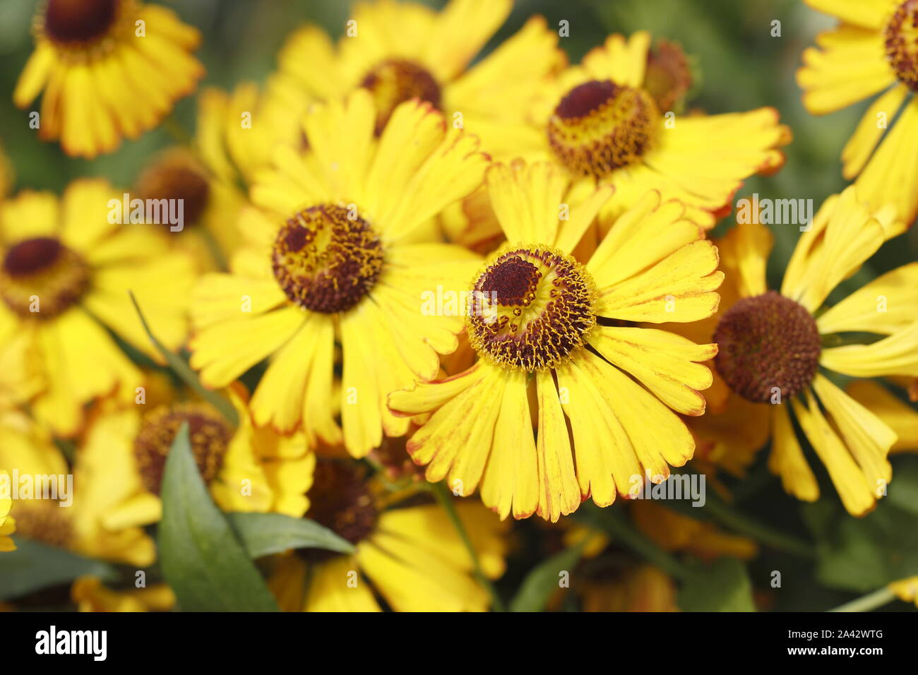 Sneezeweed Helenium 'Goldrausch' affichage fleurs jaune vif caractéristique de la fin de l'été dans un jardin. UK Banque D'Images