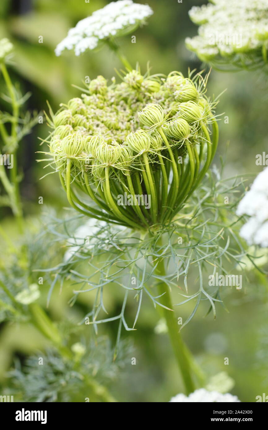 'Ammi Visnaga' capitule en déployant une fin de l'été jardin frontière. Également appelé dent plante ou l'herbe de l'évêque. Banque D'Images