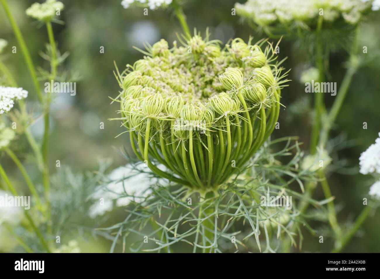 'Ammi Visnaga' capitule en déployant une fin de l'été jardin frontière. Également appelé dent plante ou l'herbe de l'évêque. Banque D'Images