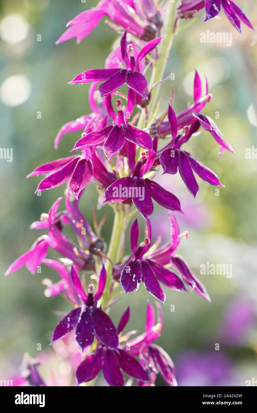Lobelia Hadspen Purple. Lobelia x speciosa Hadspen Violet portant caractéristiques brillantes fleurs magenta dans un jardin de chalet de septembre. ROYAUME-UNI Banque D'Images