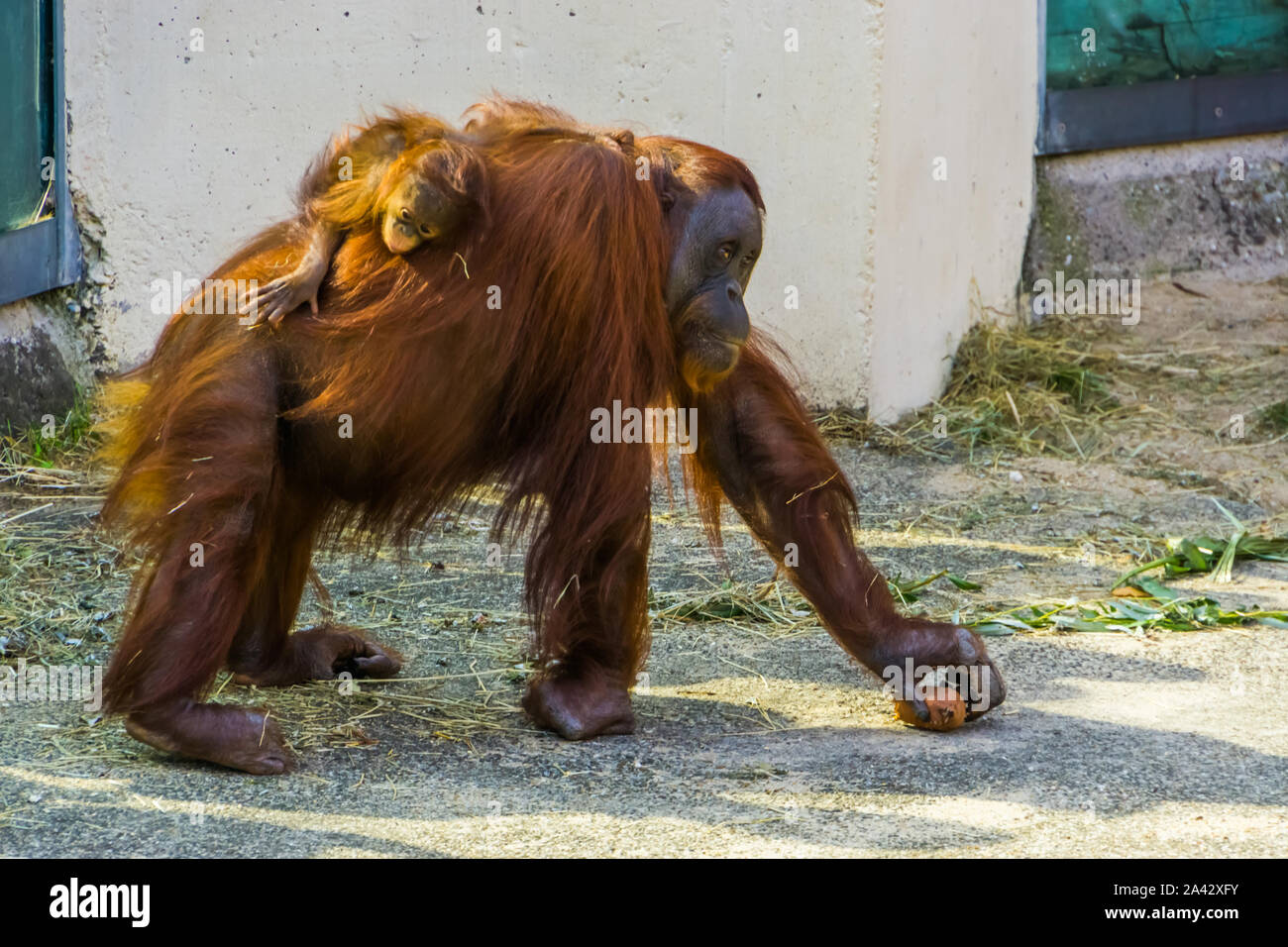 Mère orang-outan marcher avec son bébé sur son dos, gravement menacée d'espèce animale d'Indonésie Banque D'Images