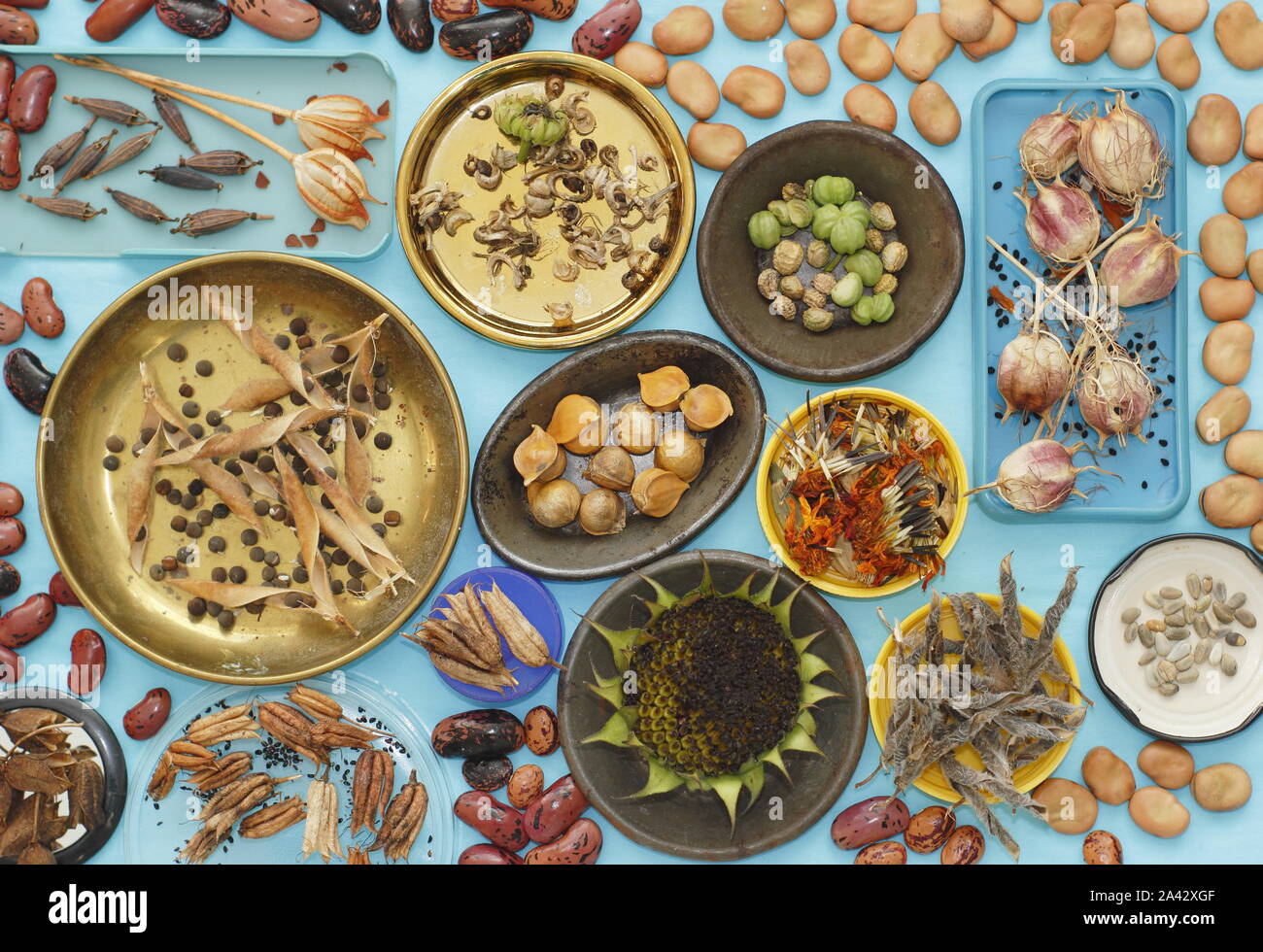 Graines. Fleurs et graines de légumes sauvées ; pois doux, souci, pavot, nigelle, aquilegia, nasturtium et haricots en automne. ROYAUME-UNI Banque D'Images