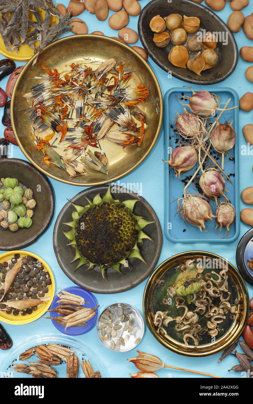 Graines. Fleurs et graines de légumes sauvées ; pois doux, souci, pavot, nigelle, aquilegia, nasturtium et haricots en automne. ROYAUME-UNI Banque D'Images