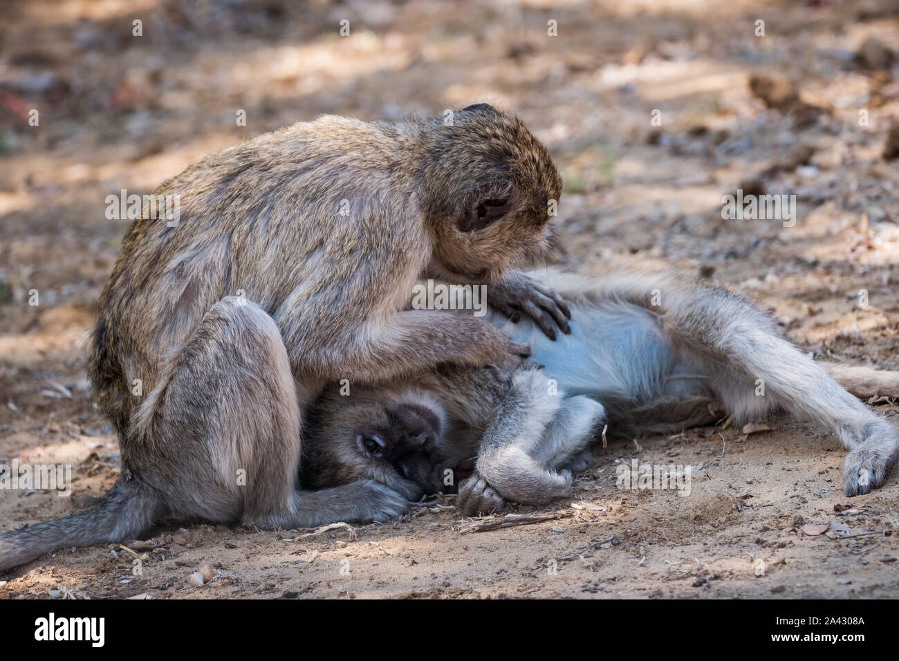 Deux et Un singe et préparation de l'épouillage leur fourrure dans le Parc National de Bwabwata, zone centrale de Mahango, Namibie Banque D'Images