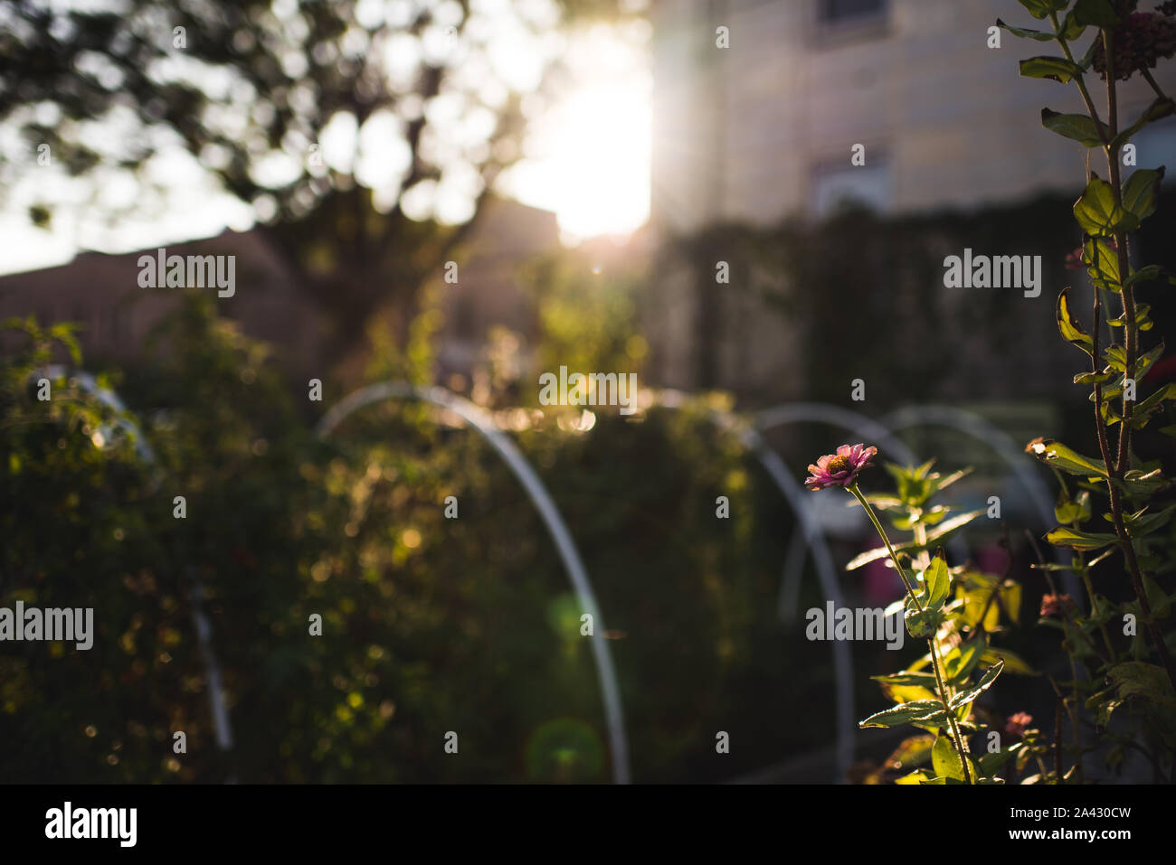 Au coucher du soleil de fleurs dans un jardin urbain Banque D'Images