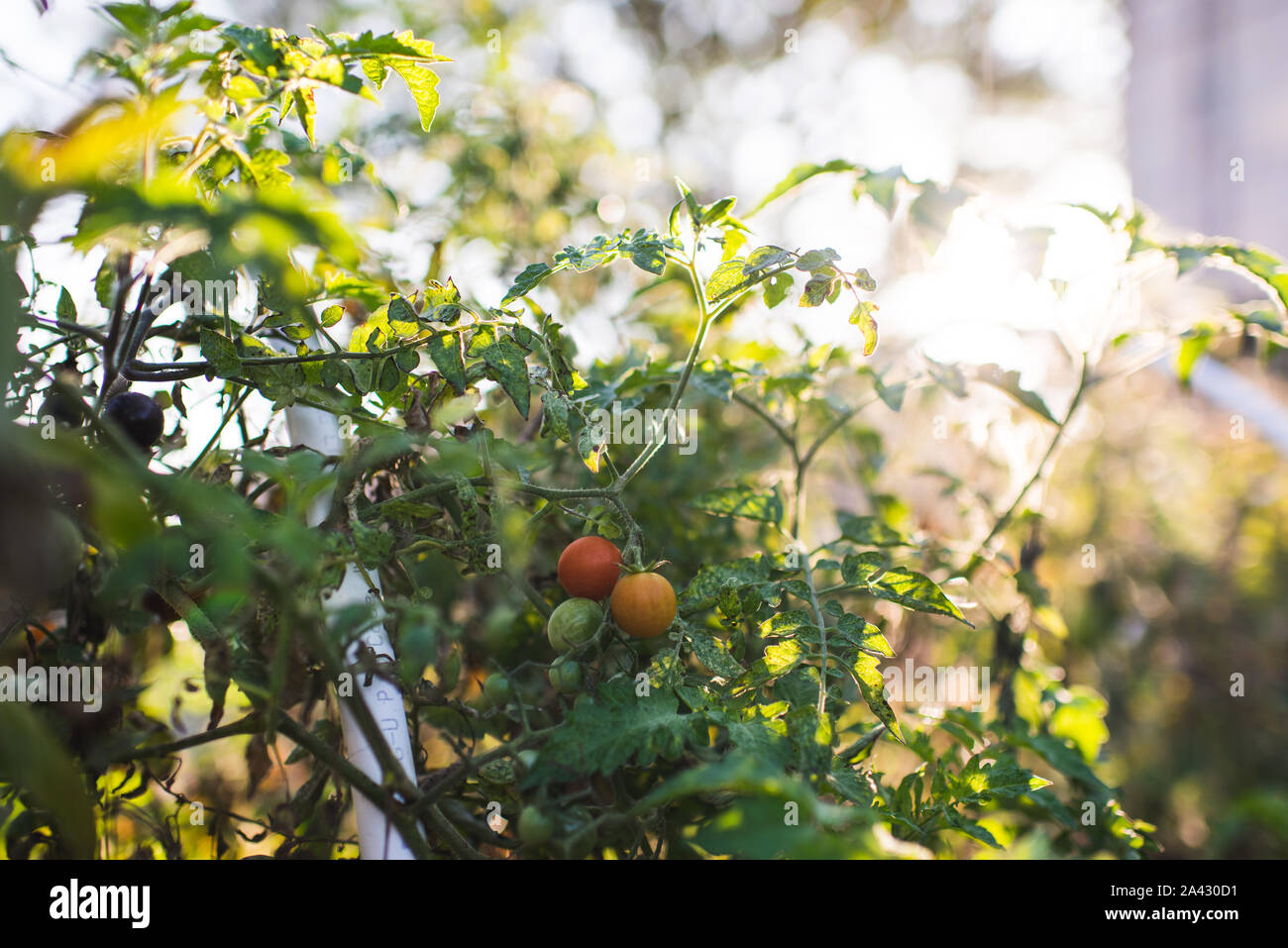 Tomates cerises en plein air sur la vigne Banque D'Images