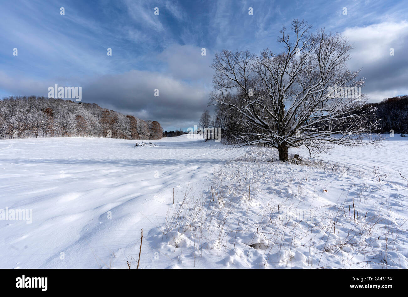 Randonnée d'hiver dans la région de Michigan field avec grand chêne Banque D'Images