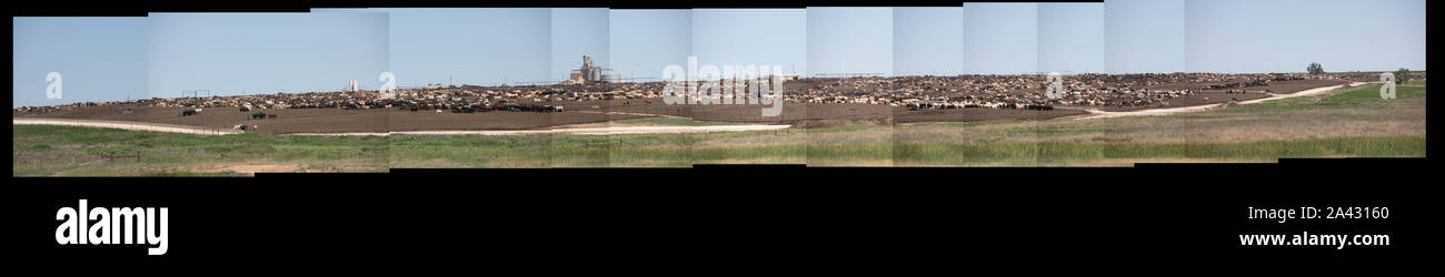 Enclos et des installations pour les bovins dans la région de Texas Panhandle. Banque D'Images