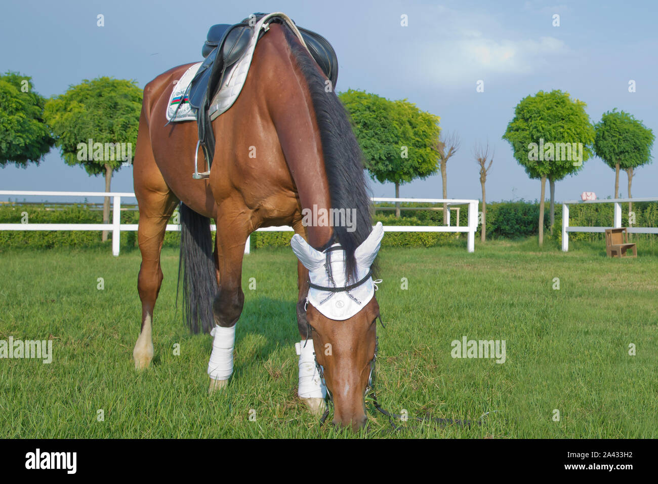 Le Haras Des Terres Blanches Chevaux de course dans un champ ou au paddock le pâturage sur l'herbe verte  à un haras qui se reproduit pour l'industrie des courses . une selle sur le  cheval . une
