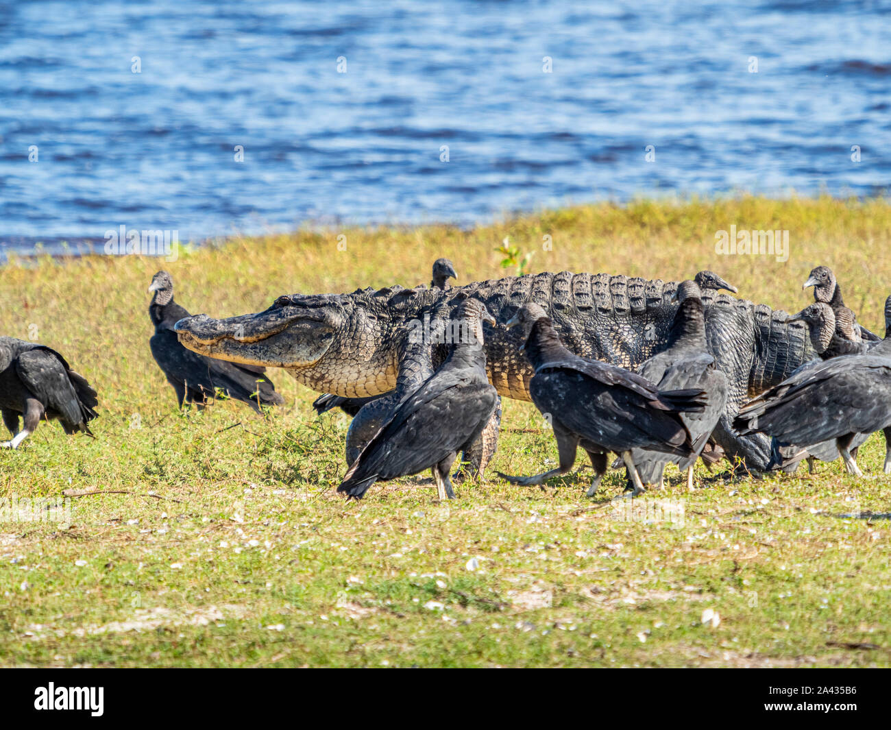 Les vautours noirs (Coragyps atratus) à la suite d'un alligator sur le bord de haute Myakka Lac dans Myakka River State Park à Sarasota Flo Banque D'Images