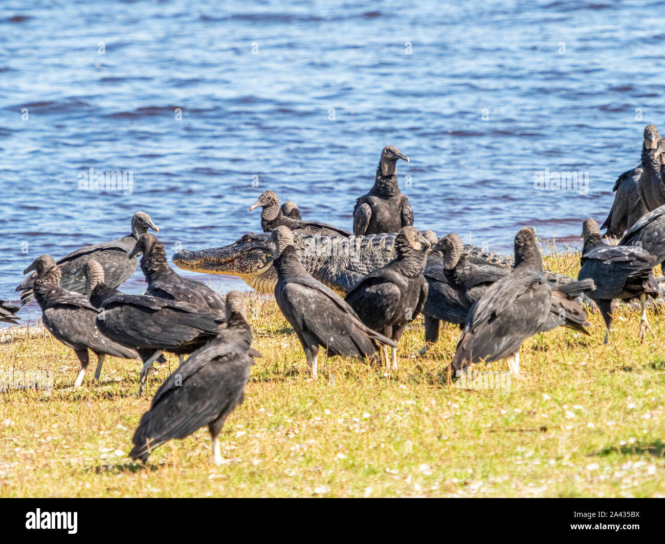 Les vautours noirs (Coragyps atratus) à la suite d'un alligator sur le bord de haute Myakka Lac dans Myakka River State Park à Sarasota Flo Banque D'Images
