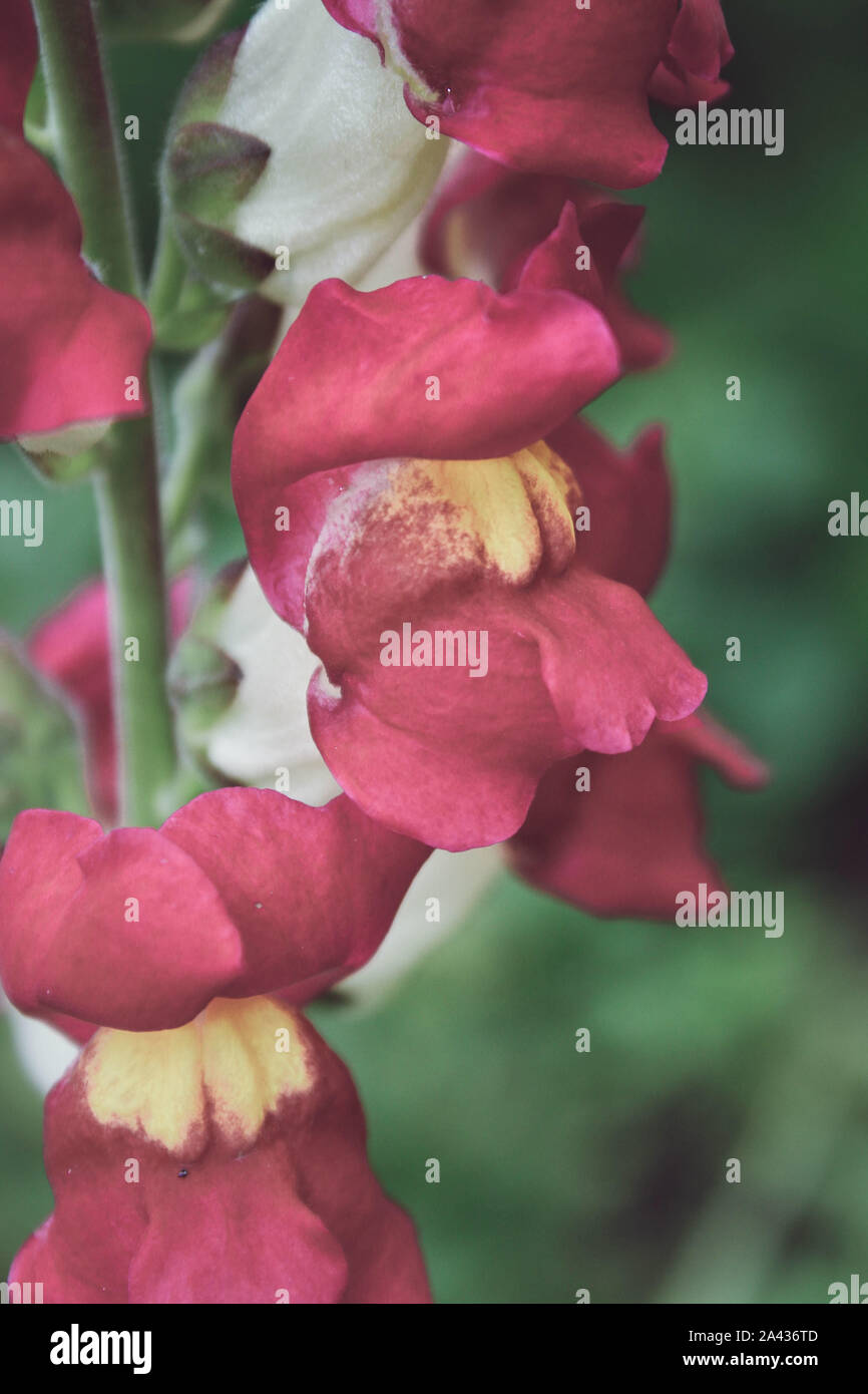 Fleurs de muflier (Antirrhinum majus) Banque D'Images