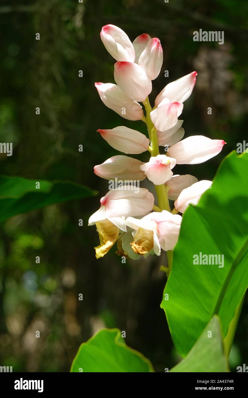 Alpinia zerumbet gingembre, shell, Banque D'Images