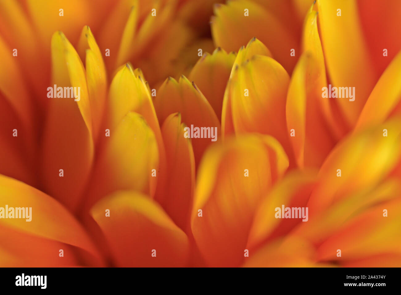 Orange Jaune macro de pétales de fleur Banque D'Images